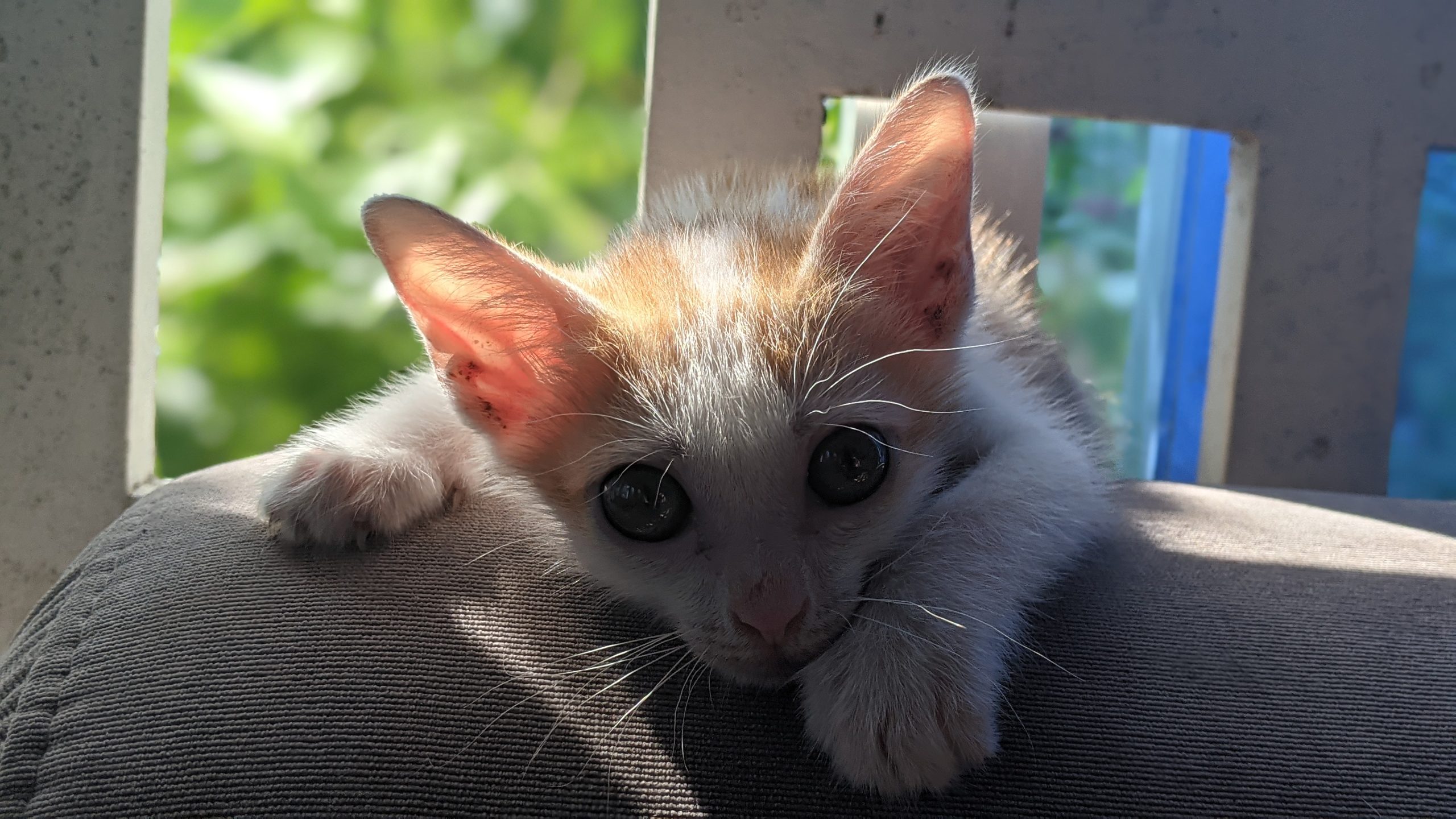 The Kinky Tail of Cambodian Cats.